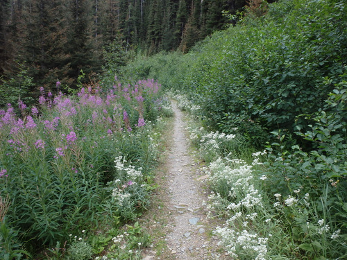 GDMBR: Climbing on FR-4353 Single Track, Richmond Peak, MT.